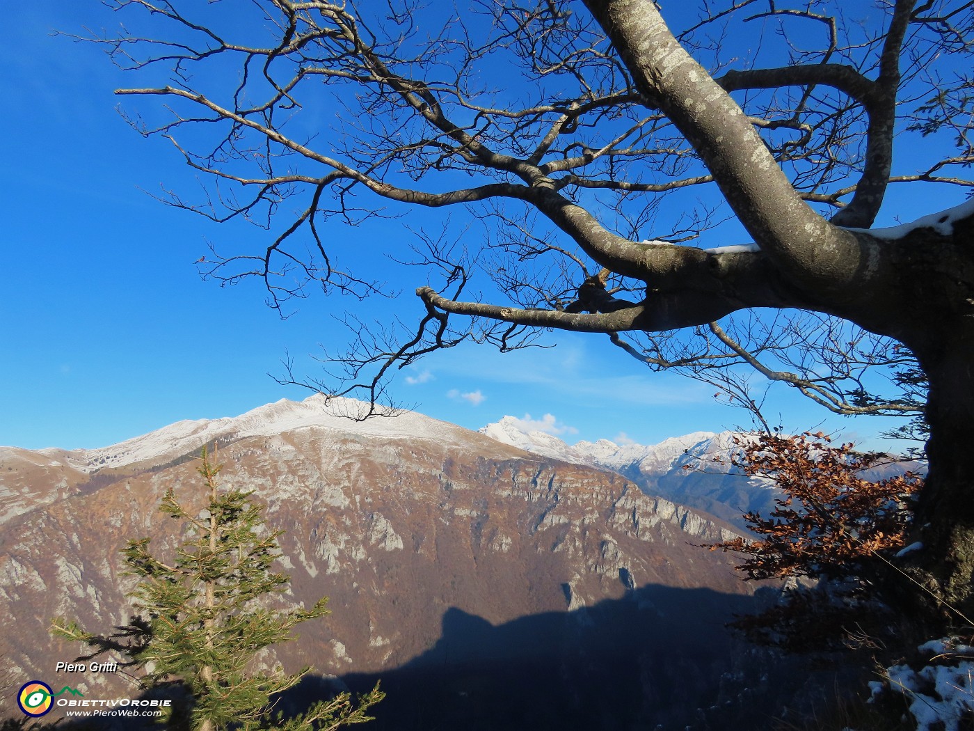 44 Maestoso faggio secolare radicato a precipizio sulla Val Parina .JPG